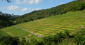 Ogura Senmaida (terraced rice fields)