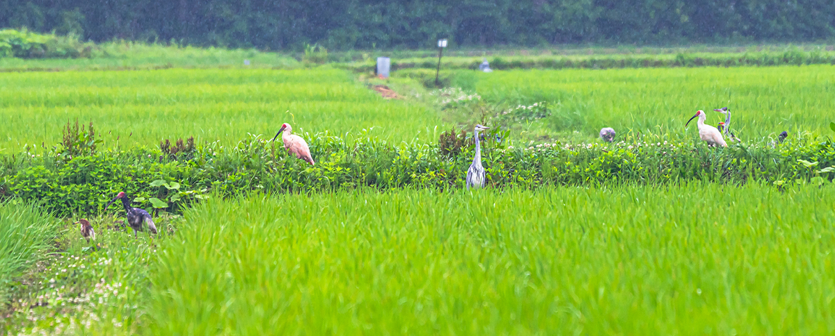 “Toki’s Island,” a Wild Bird Paradise