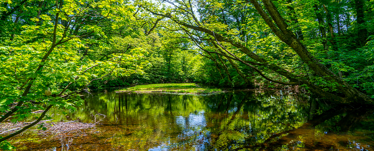Enjoy yourself in Osado’s deep green playground!