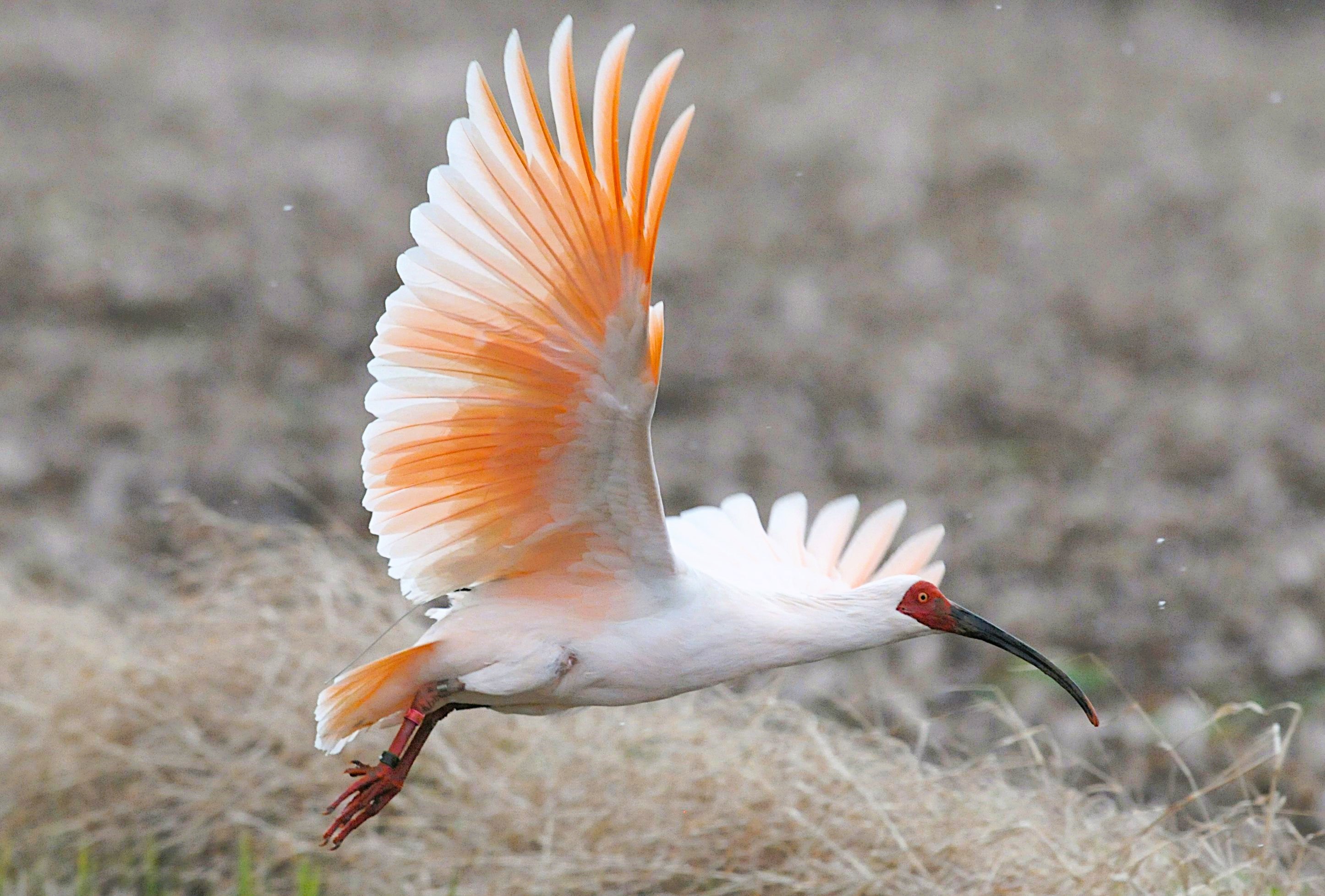 Rewilding of the Crested Ibis
