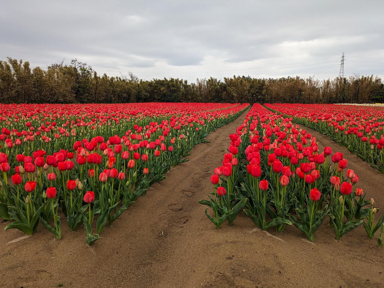 八幡のチューリップ畑