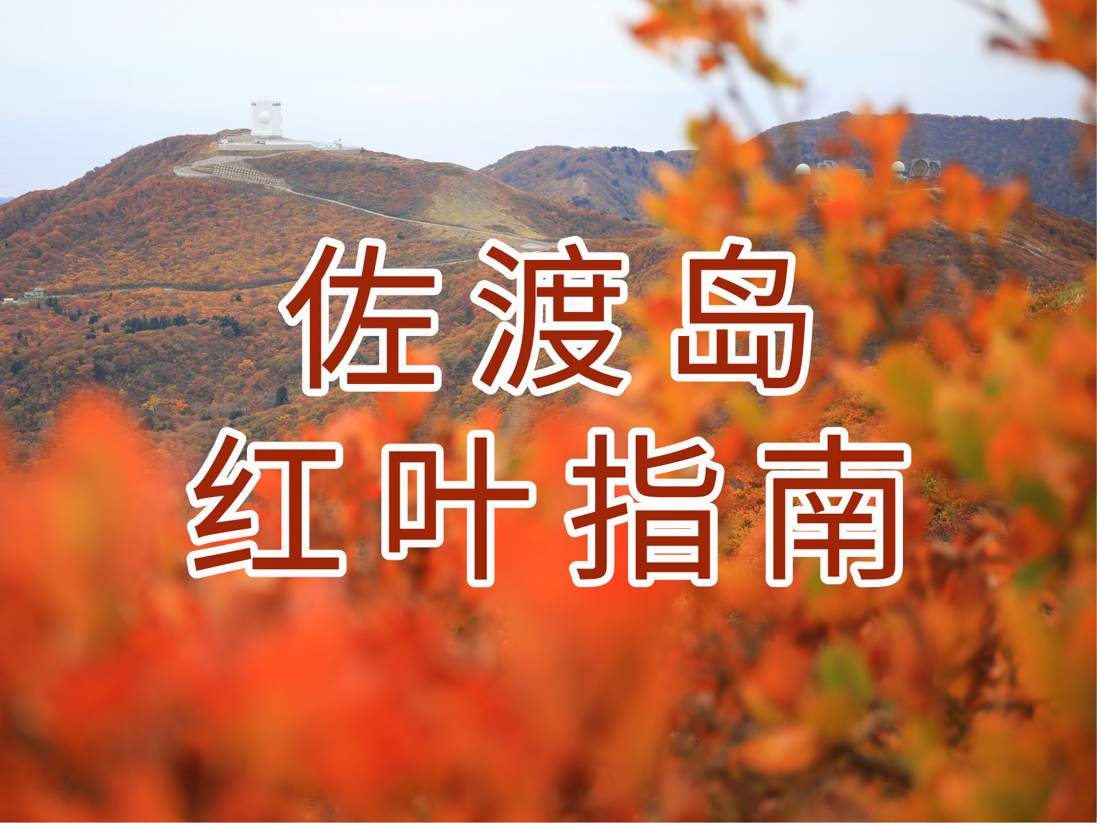 佐渡岛红叶指南