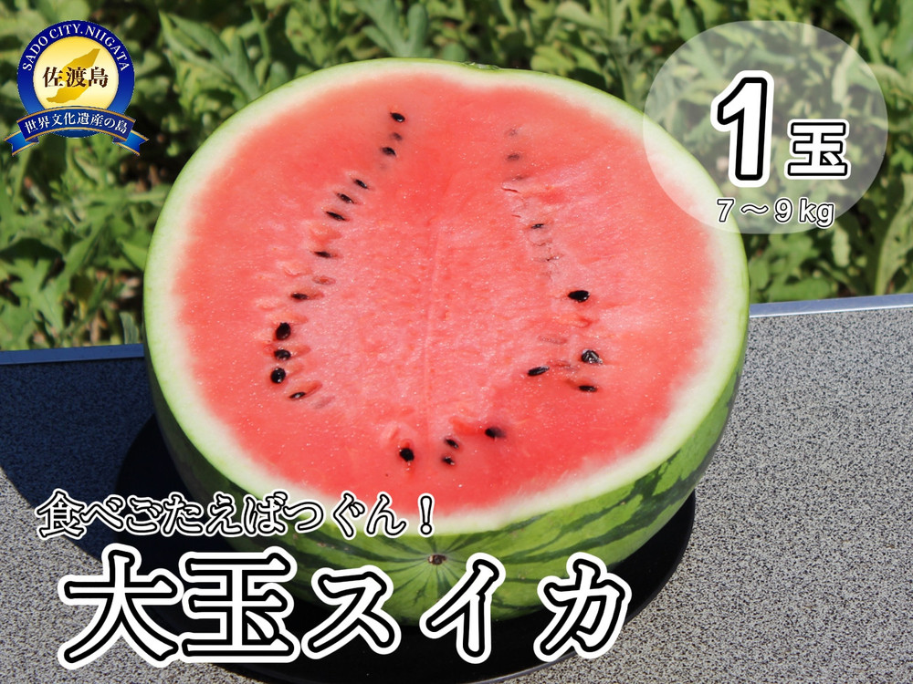 ≪幻のスイカ≫夏だ！すいかだ！先行予約受付中！【佐渡市ふるさと納税
