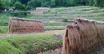 Tsukibuse Terraced Rice Fields