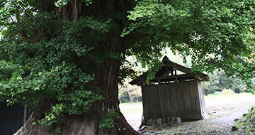 Giant Ginkgo in Niibo Ono