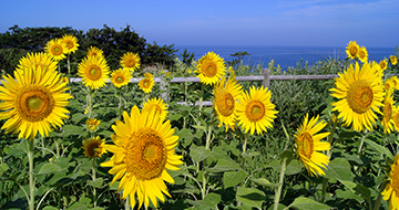 Sunflower Field in Ogawa