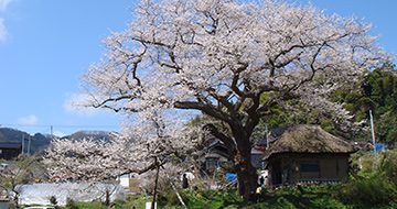 Cherry Tree of Hojobo