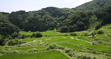 Katanoo Terraced Rice Fields