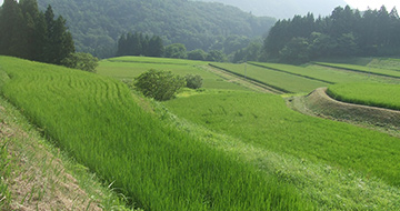 Saruhachi Terraced Rice Fields