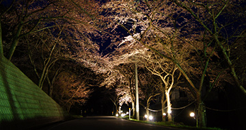 佐渡金山 樱花行道树打灯活动