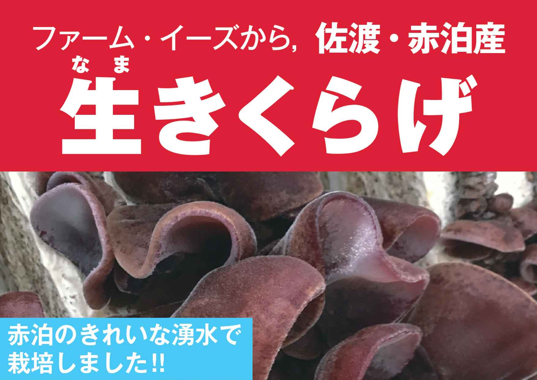 佐渡・赤泊産「生きくらげ」の受付を開始しました！【佐渡市ふるさと