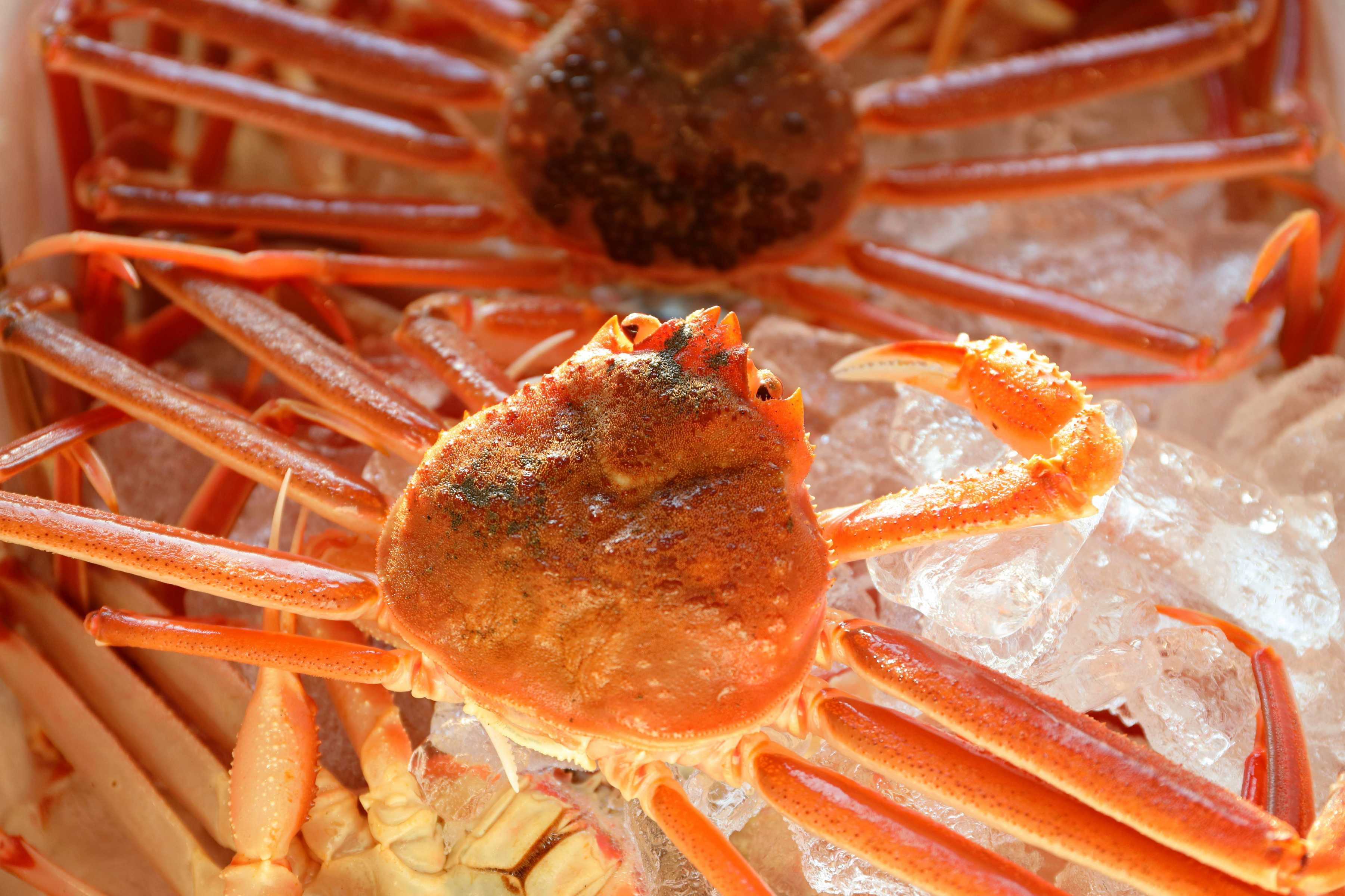 旨味が凝縮、佐渡産のカニをご賞味あれ！