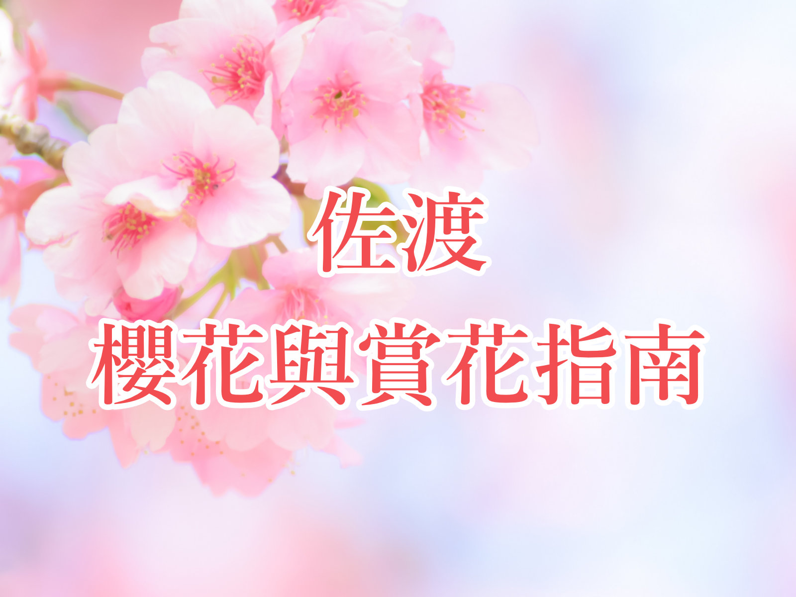 佐渡市櫻花與賞花指南