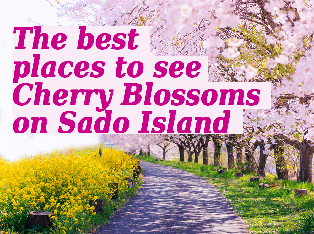 The best places to see Cherry Blossoms on Sado Island