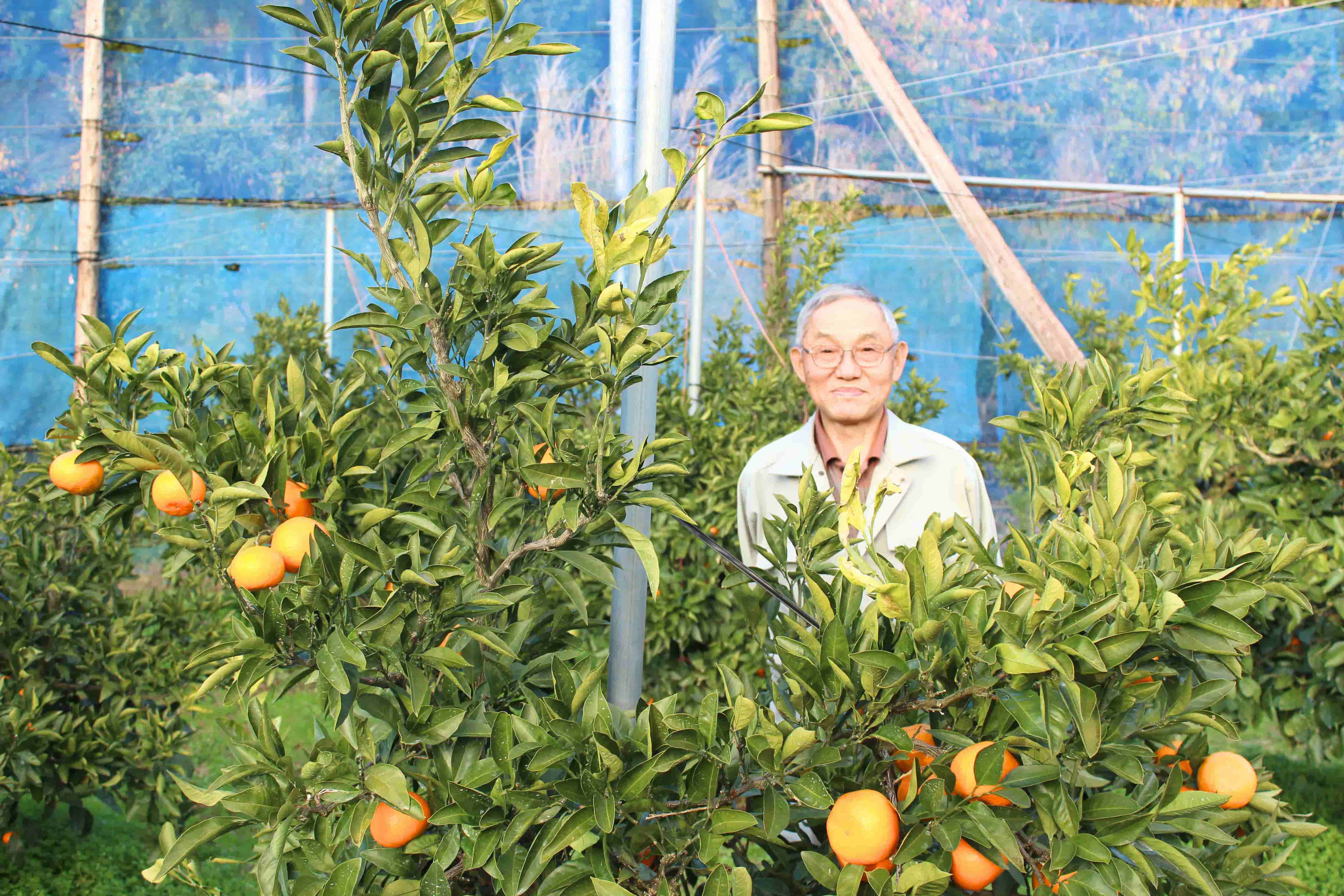 酸味と甘味の適度なバランスを醸し出す北限のみかん「佐渡みかん」【佐渡市ふるさと納税】