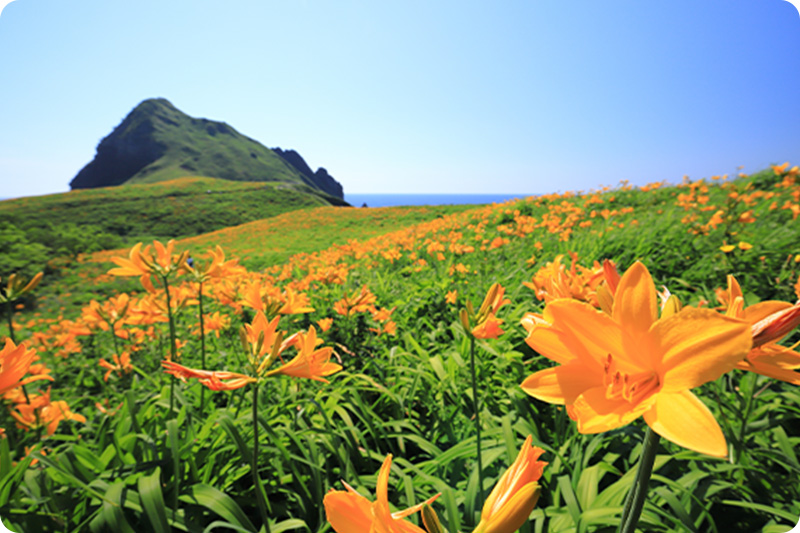大野亀のカンゾウの群生（サドイチ大佐渡一周コース 210km）