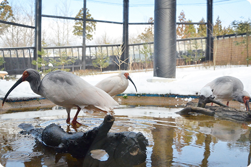 トキの森公園（加茂湖コース）