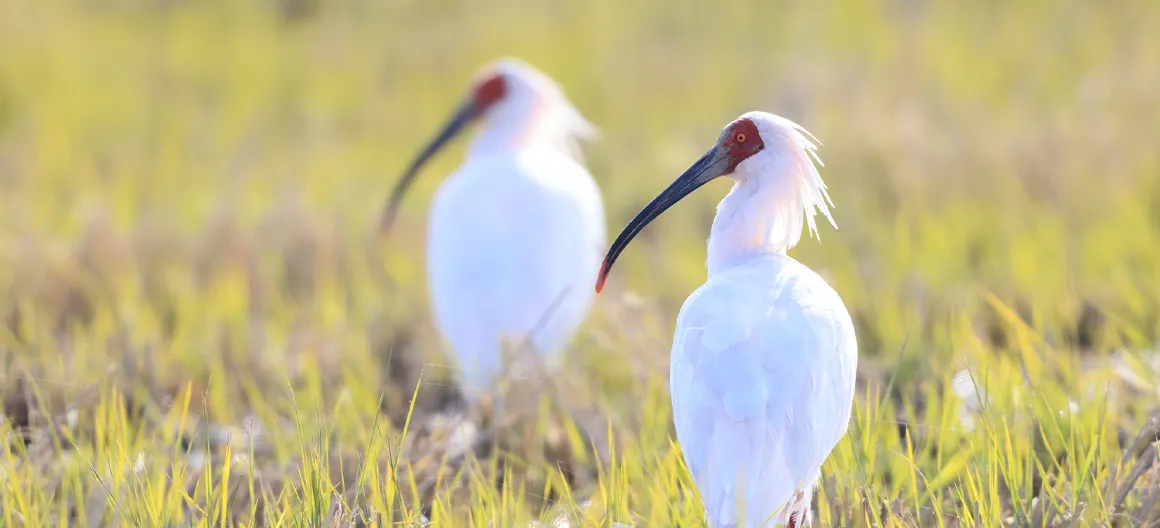 トキと共生する佐渡の里山