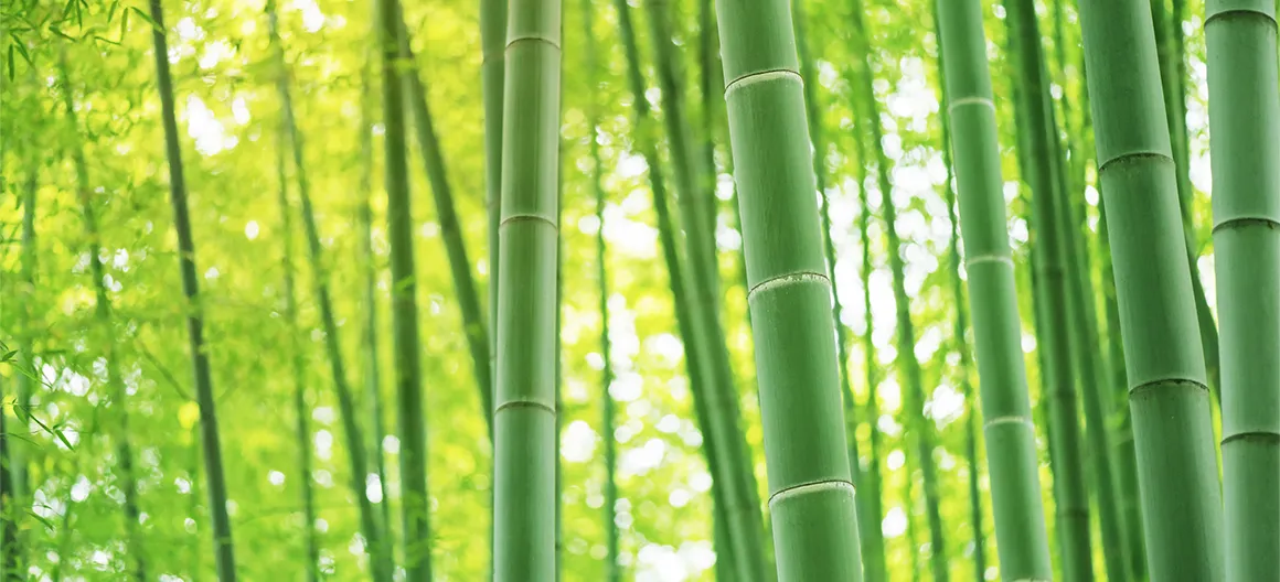 自然を活かしたエコロジー