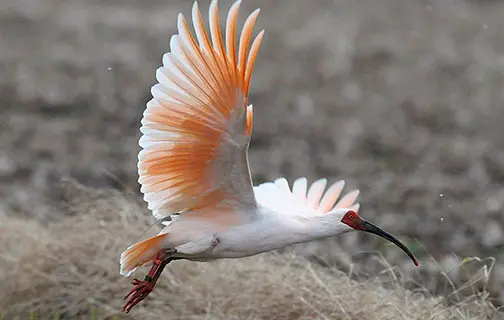 トキと共生する佐渡の里山を100年後に引き継ぐプロジェクトイメージ