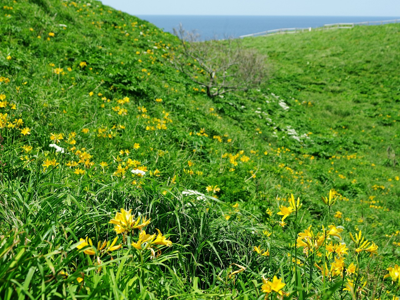 トビシマカンゾウ開花状況 | さど観光ナビ