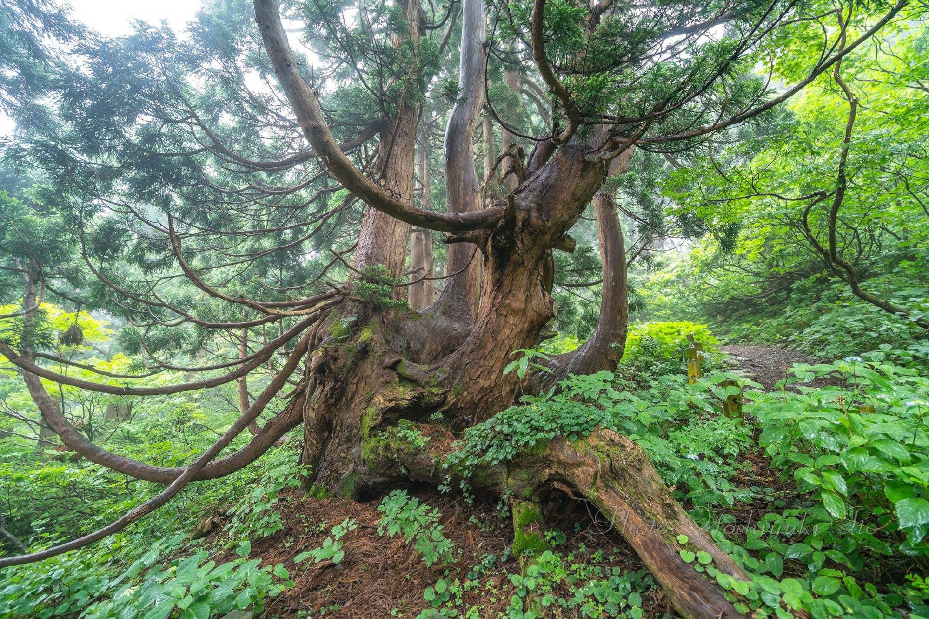 大佐渡石名天然杉遊歩道1