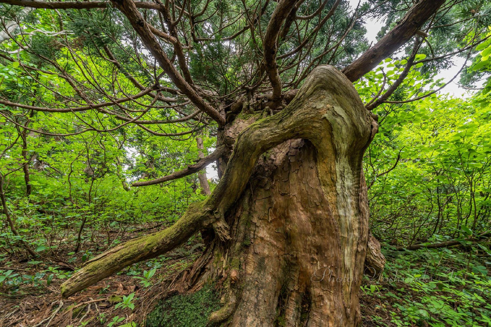 大佐渡石名天然杉遊歩道2