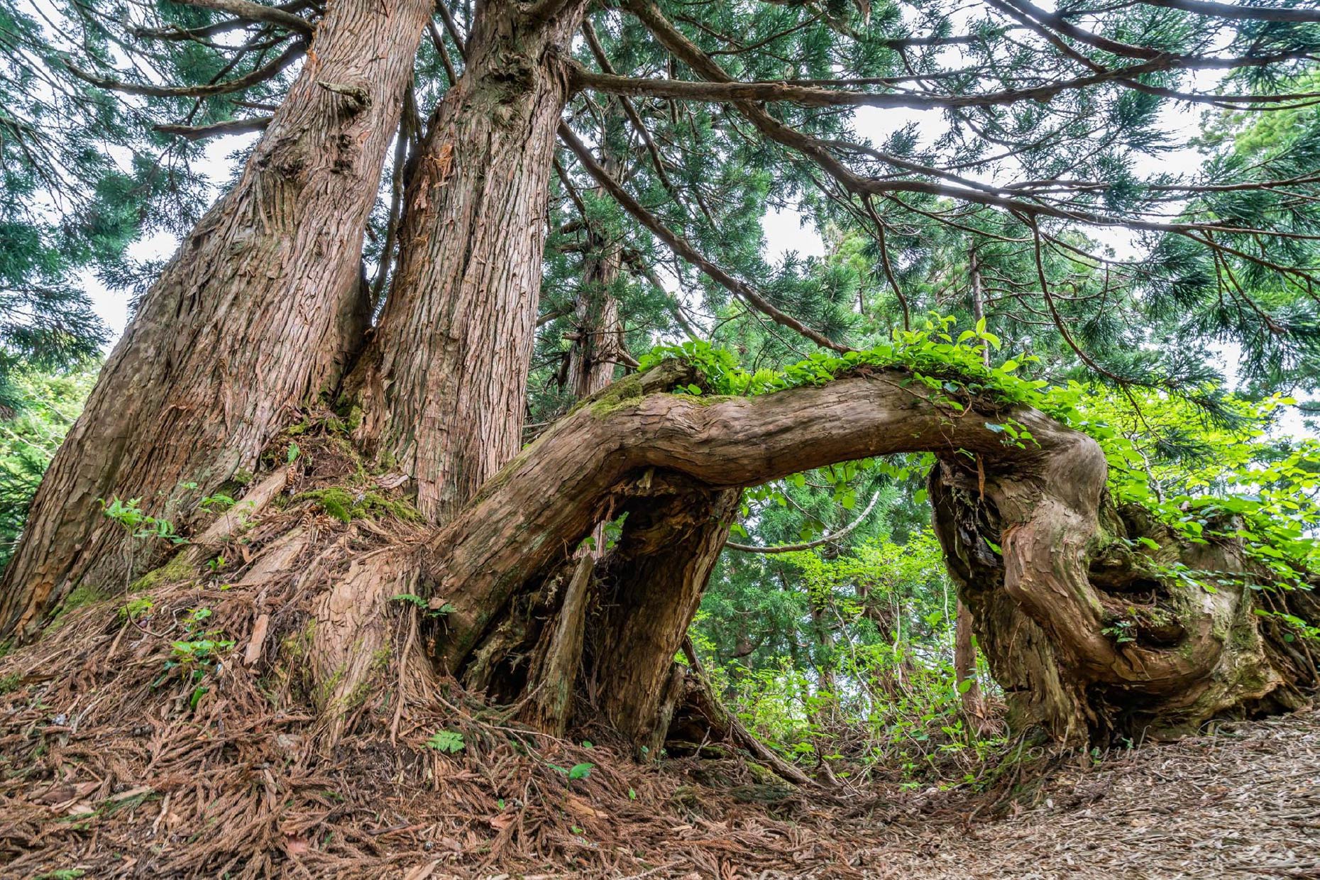 大佐渡石名天然杉遊歩道3