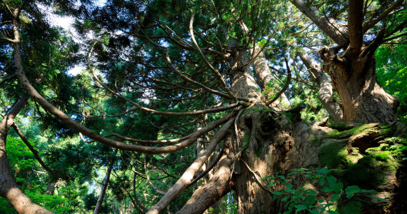 個性あふれる天然杉の原生林
