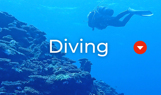 ダイビング