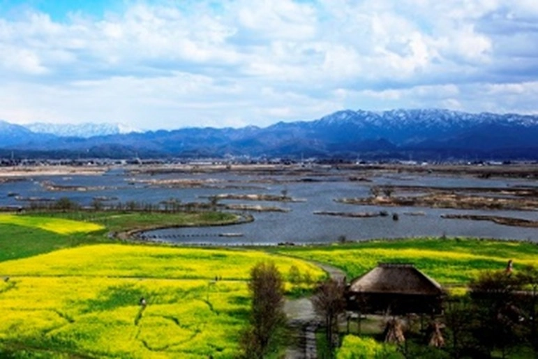 オオヒシクイの日本一の越冬地 福島潟