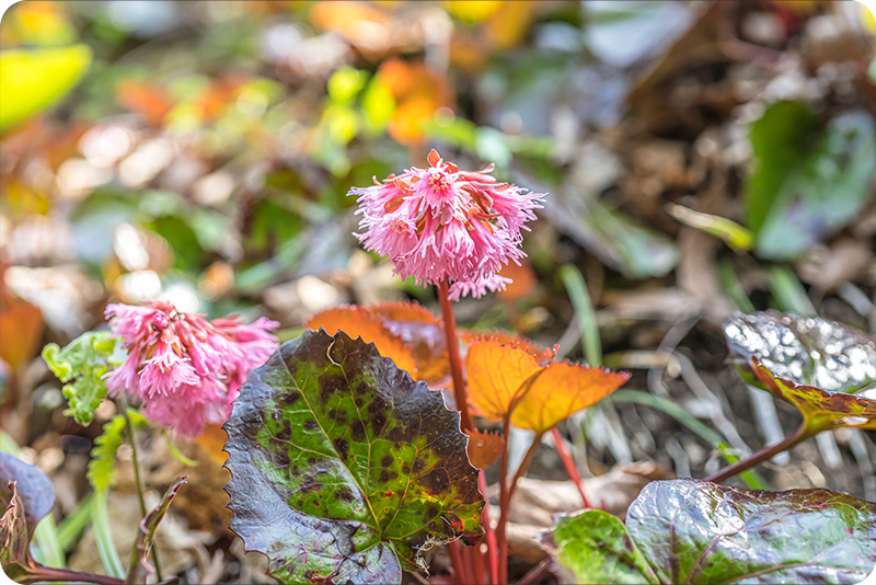 オオイワカガミ