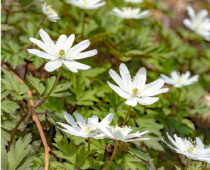 キクザキイチゲ