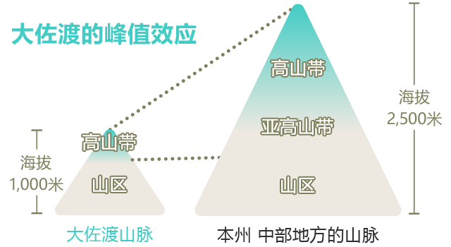 大佐渡の山頂効果