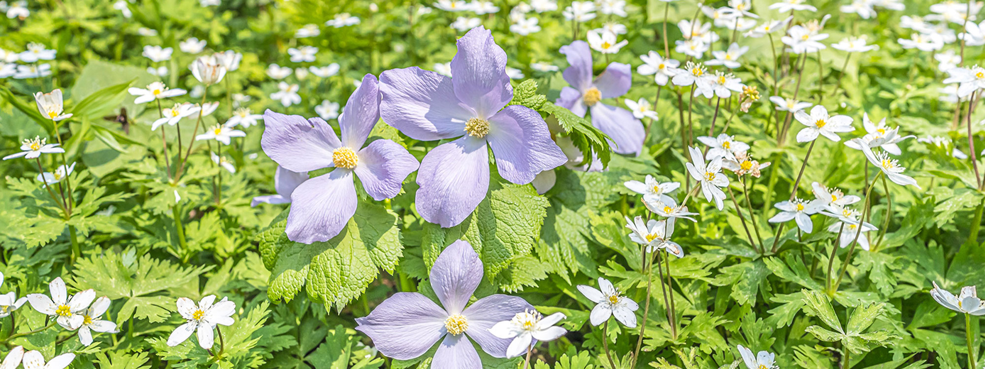 海と花を楽しむカラフルトレッキング