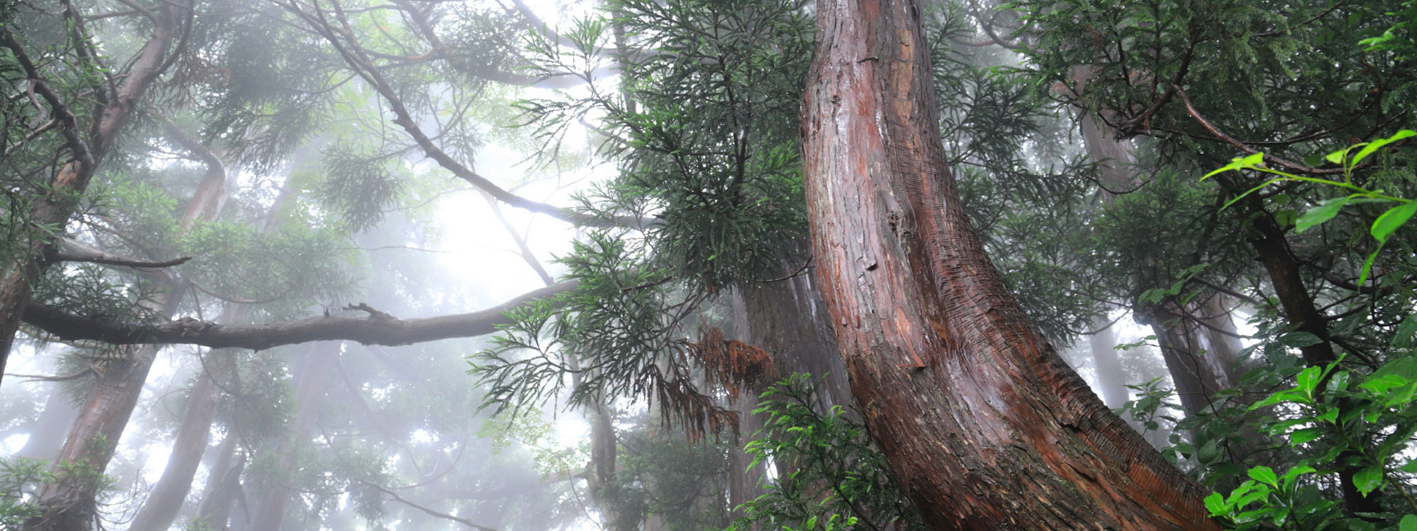 個性あふれる天然杉の原⽣林