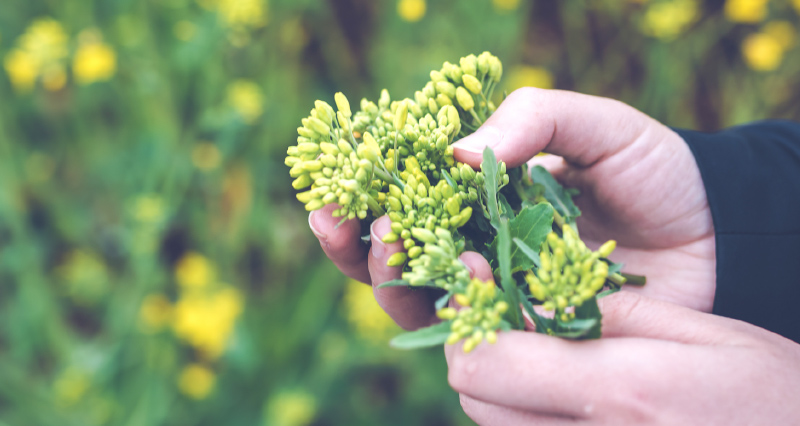 山では花を摘んではいけません